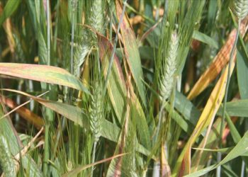 Konya Ovası’nda hububatta sarı pas hastalığı görülüyor