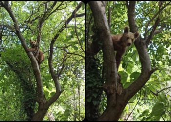 Kastamonu'da ağaca çıkan ayı cep telefonu kamerasıyla görüntülendi