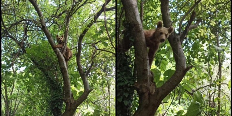 Kastamonu'da ağaca çıkan ayı cep telefonu kamerasıyla görüntülendi