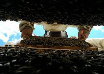 Yağışlarla bereketlenen yaylalarda geven balı mesaisi başladı