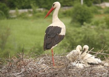 Yağışlarla besin çeşitliliği artan leyleklerin popülasyonu yükseldi