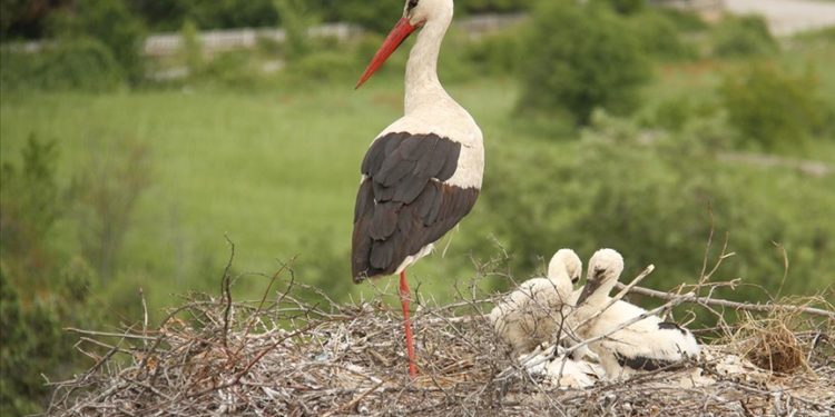 Yağışlarla besin çeşitliliği artan leyleklerin popülasyonu yükseldi