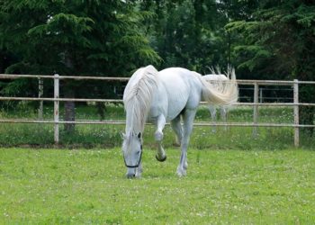 ABD’deki hayvanların kanında “sonsuz kimyasal” PFAS bileşikleri bulundu