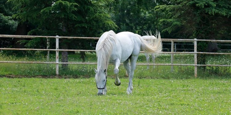 ABD’deki hayvanların kanında “sonsuz kimyasal” PFAS bileşikleri bulundu