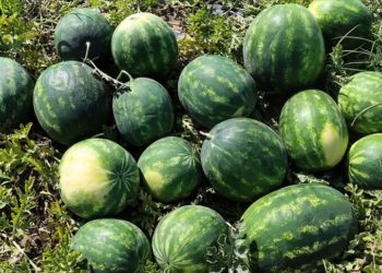 Adana'da havaların ısınmasıyla artan karpuz hasadı sürüyor