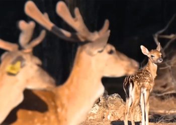 Antalya ormanlarında yılın ilk alageyik yavruları görüntülendi