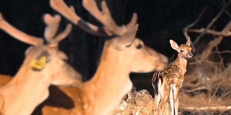 Antalya ormanlarında yılın ilk alageyik yavruları görüntülendi