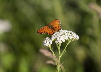 Tunceli'de tabiatın yeşermesiyle kelebek türleri de ortaya çıktı