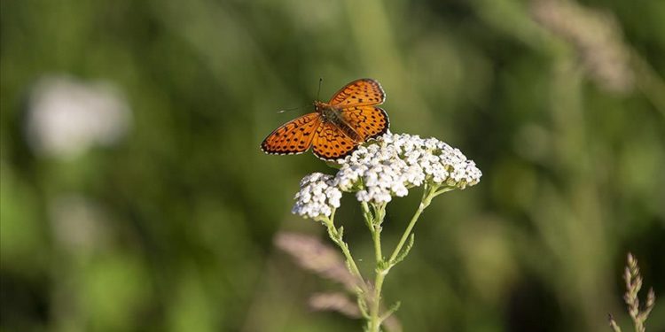 Tunceli'de tabiatın yeşermesiyle kelebek türleri de ortaya çıktı