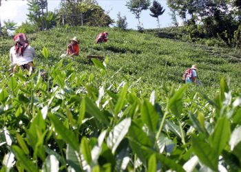 ÇAYKUR’dan üreticilere “hasat için acele etmeyin” uyarısı