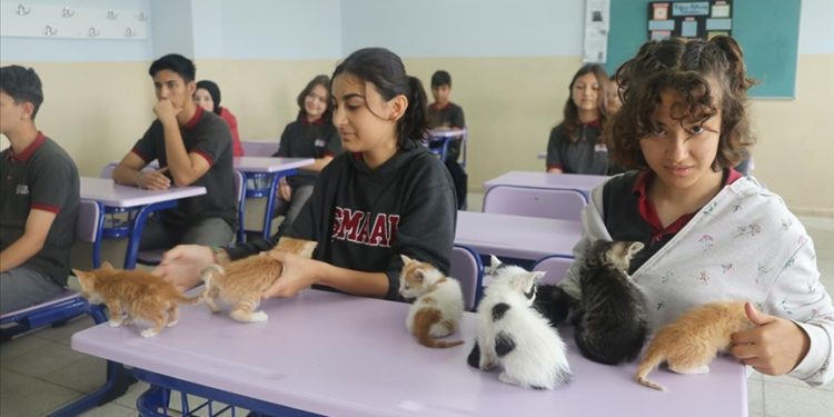 Kedi “Sütlaç” ve yavruları lisenin yeni üyeleri oldu