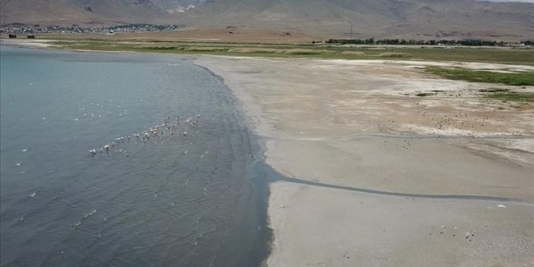 Van Gölü havzası birçok kuş türüne ev sahipliği yapıyor