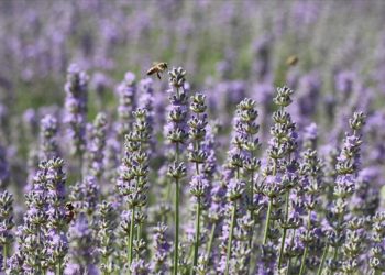 Trakya’da ekonomik değeri yüksek 6 lavanta çeşidinin adaptasyonu sağlandı