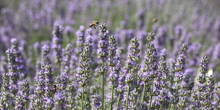 Trakya’da ekonomik değeri yüksek 6 lavanta çeşidinin adaptasyonu sağlandı