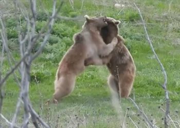 Erzurum'da bozayıların gülümseten güreşi kameraya yansıdı