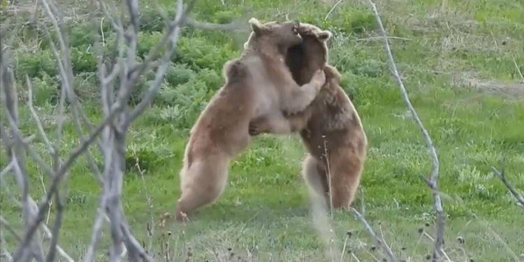 Erzurum'da bozayıların gülümseten güreşi kameraya yansıdı