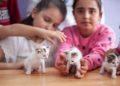 Sınıfta doğum yapan kedi ile yavrularına öğretmen ve öğrencileri sahip çıktı