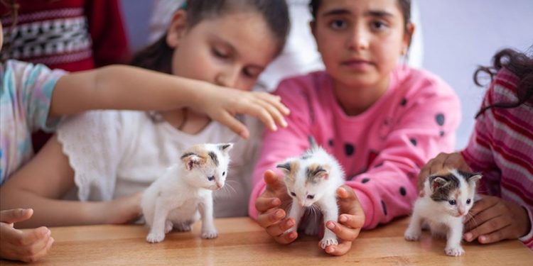 Sınıfta doğum yapan kedi ile yavrularına öğretmen ve öğrencileri sahip çıktı