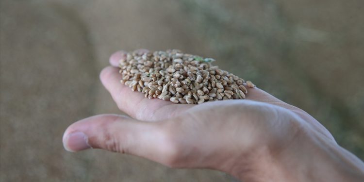 Lisanslı depolarda randevuyla hububat alımı başlıyor