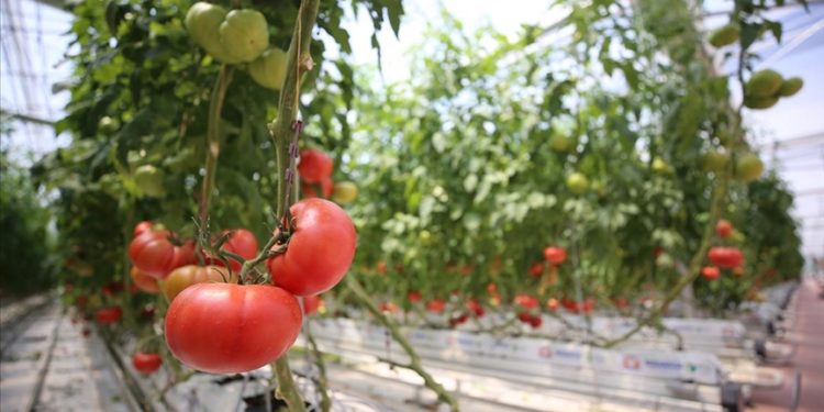 Kırklareli'nde jeotermal su kaynaklarıyla üretilen domatesin ihracatına başlandı