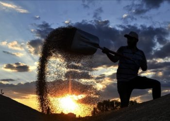 Toprak Mahsulleri Ofisi, 2023 hububat alım detaylarını belirledi