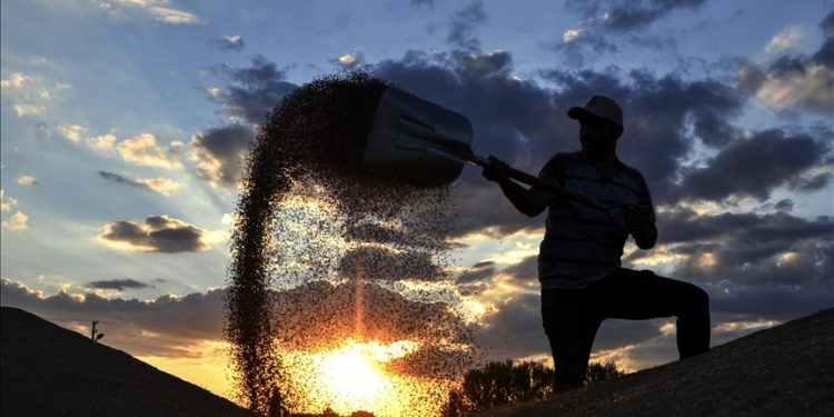 Toprak Mahsulleri Ofisi, 2023 hububat alım detaylarını belirledi