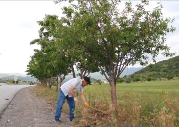 Yol kenarlarını diktiği meyve fidanlarıyla yeşillendiriyor