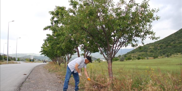 Yol kenarlarını diktiği meyve fidanlarıyla yeşillendiriyor