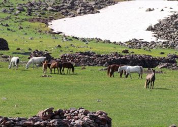 Aras Dağları yeşeren doğasıyla yılkı atlarını ağırlıyor