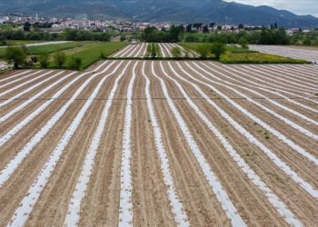 Tescillenen "Osmaneli karpuzu" ilçeye katma değer katacak