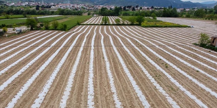Tescillenen "Osmaneli karpuzu" ilçeye katma değer katacak