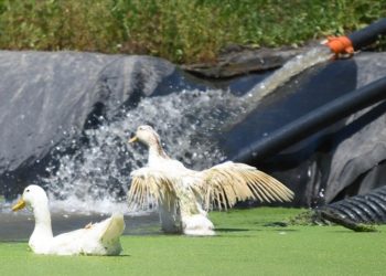 Mikroorganizmalar biyoremidasyon işlemiyle sürdürülebilir arıtma sağlıyor