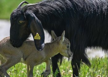 Mehmetçiğin bulduğu yaban keçisi yavrusuna Halep keçisi süt annelik yapıyor