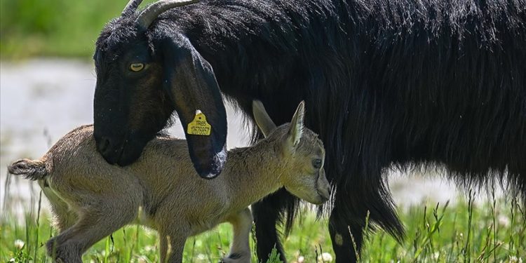 Mehmetçiğin bulduğu yaban keçisi yavrusuna Halep keçisi süt annelik yapıyor