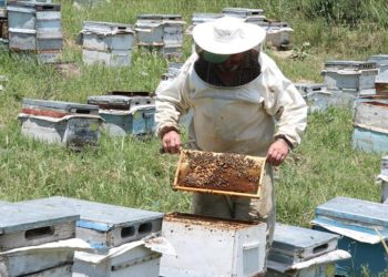 Yozgat'ta yağışlar bal verimini olumsuz etkiledi