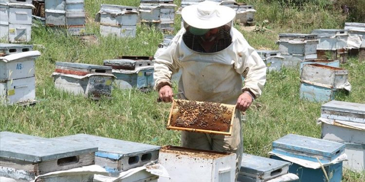 Yozgat'ta yağışlar bal verimini olumsuz etkiledi