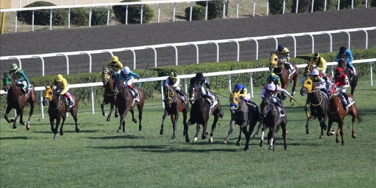 97. Gazi Koşusu'na kayıt yaptıran safkanlar belli oldu