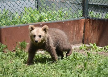 Kafkas Yaban Hayvanı Kurtarma ve Rehabilitasyon Merkezi, yaban hayatına şifa oluyor