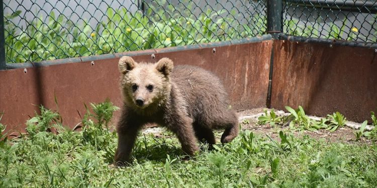 Kafkas Yaban Hayvanı Kurtarma ve Rehabilitasyon Merkezi, yaban hayatına şifa oluyor