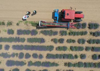 Edirne'de lavanta tarlalarında hasat başladı