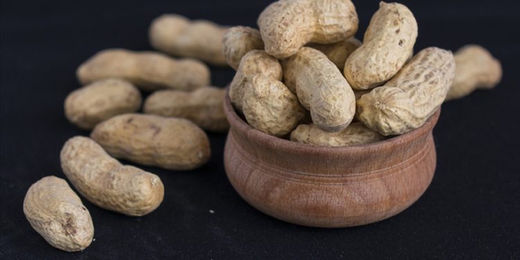 Yer fıstığı yaşlılıkta zihin sağlığını korumaya yardımcı olabilir