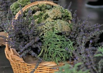 Tıbbi aromatik bitkilerin kontrolsüz kullanımının sağlık sorunlarına yol açabileceği belirtildi