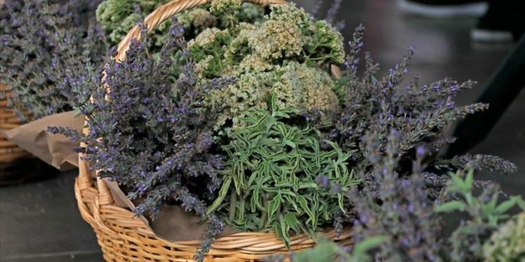 Tıbbi aromatik bitkilerin kontrolsüz kullanımının sağlık sorunlarına yol açabileceği belirtildi