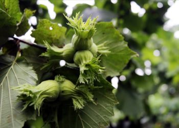 “Sağlıklı yaşam için fındık yağı kullanın” tavsiyesi