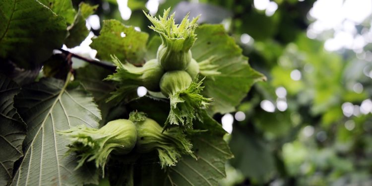 “Sağlıklı yaşam için fındık yağı kullanın” tavsiyesi