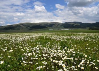 Sarıkamış'ın doğası papatya ve gelinciklerle süslendi
