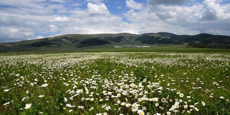 Sarıkamış'ın doğası papatya ve gelinciklerle süslendi