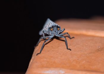 AB'den küresel ısınmanın sivrisineklerden bulaşan hastalıkları arttırabileceği uyarısı