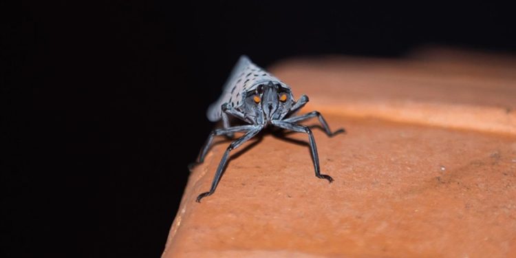 AB'den küresel ısınmanın sivrisineklerden bulaşan hastalıkları arttırabileceği uyarısı