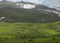 Karların eridiği Palandöken Dağı çiçeklerin farklı tonlarıyla renklendi